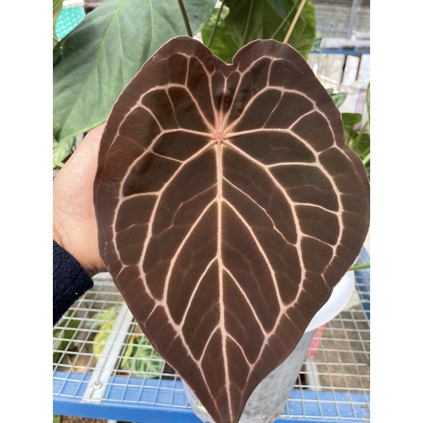 baby forgetii hybrid