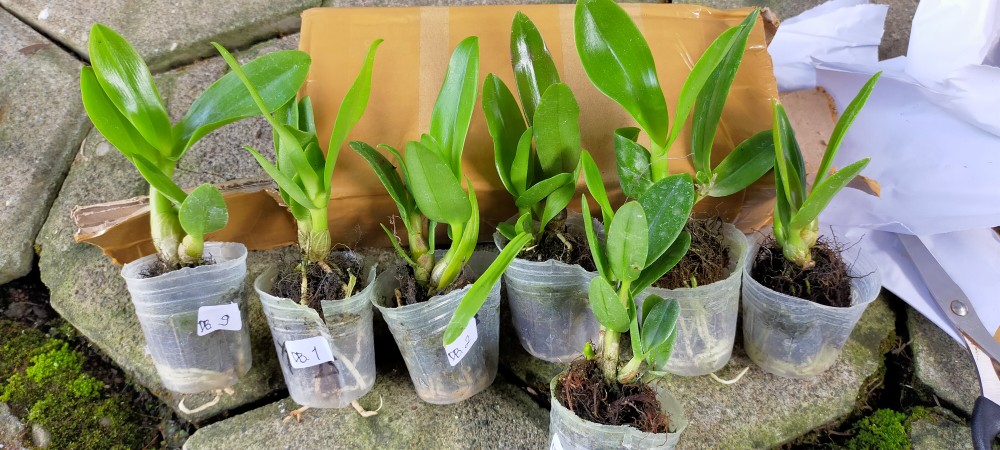 Bibit Anggrek Dendro - Dendrobium Seedling Hybrid