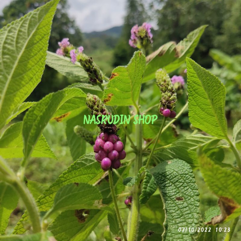 BIBIT LANTANA TRIFOLIA BUAH PINK ( BONGGOLAN ) BISA UNTUK BAHAN BONSAI LANTANA LENTANA | Family LANT