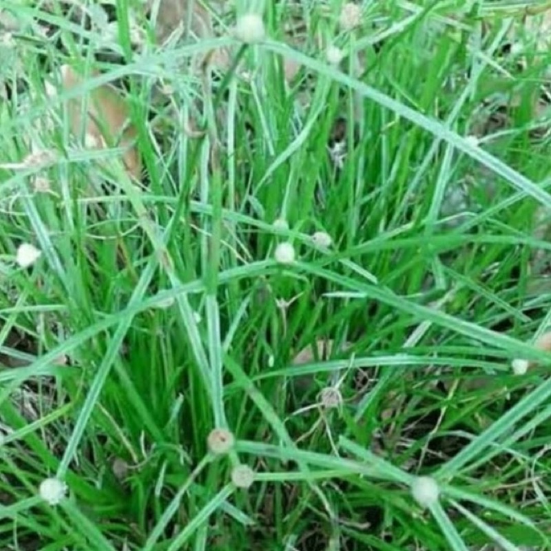 

rumput pendul segar cabut dengan akar 5 tangkai