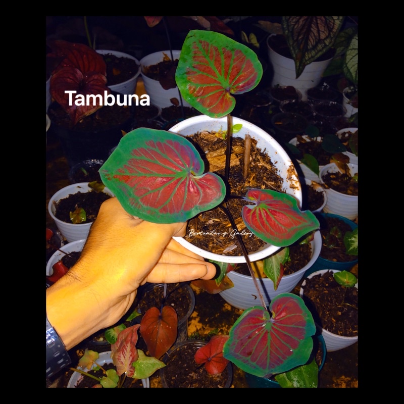 remaja keladi hias tambuna caladium seperti digambar item tunggal rawatan