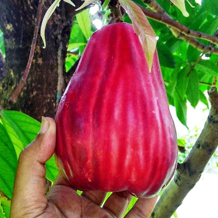 Bibit Tanaman Buah JAMBU BOL JAMAICA Premium