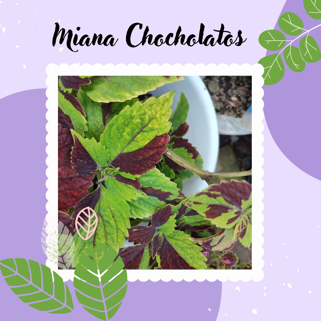 Miana Tanaman Miana Premium Miana Chocholatos Miana ID Chocholatos