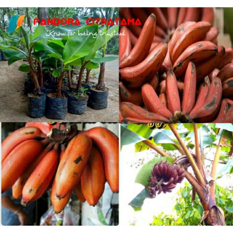 Bibit pisang merah / pisang laka / pisang kidang