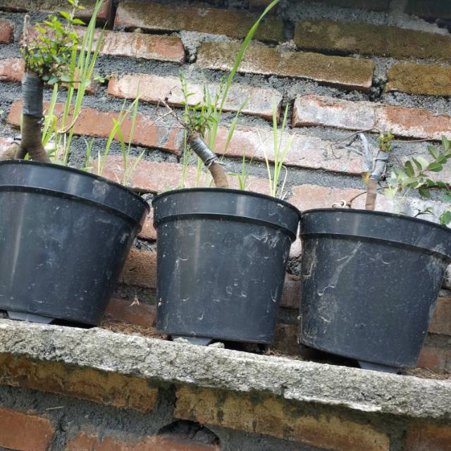 Bahan Bonsai Ulmus Akar