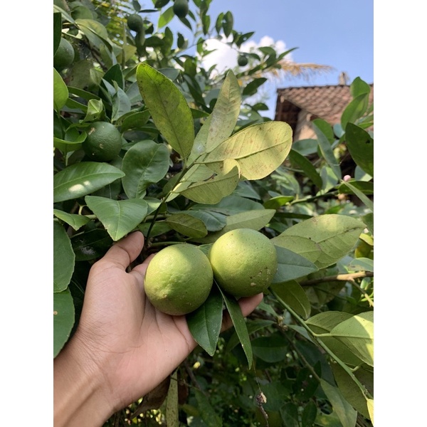 

JERUK NIPIS/Buah JERUK PERAS FRESH