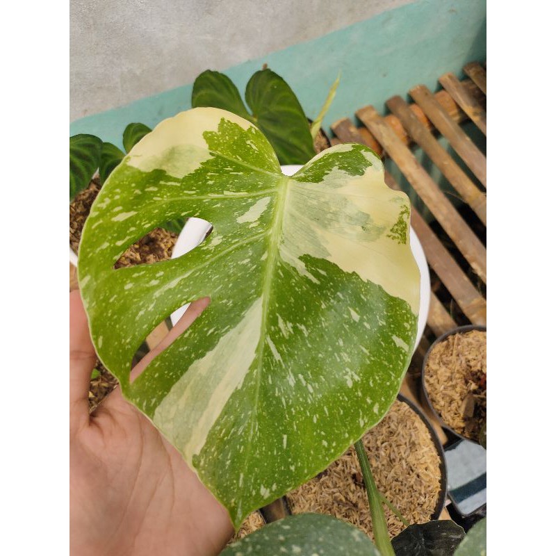 Monstera Contellation Monstera Thailand Variegata