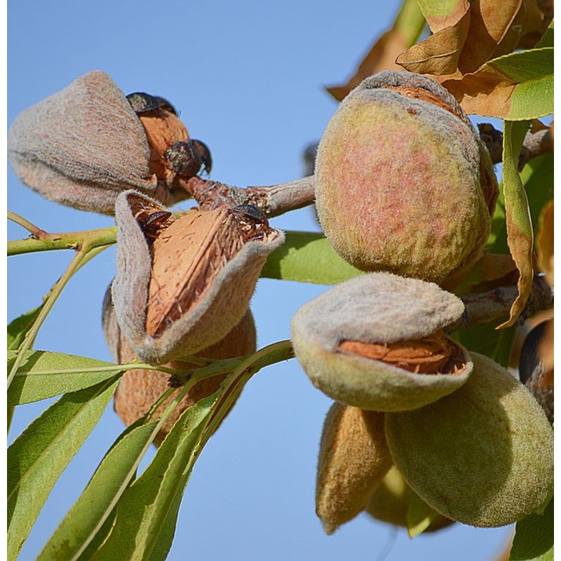

Kacang almond