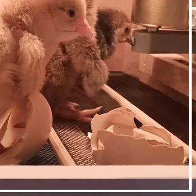 ✴ Timer Digital DH48S-S untuk Mesin Tetas Telur Otomatis untuk Mesin Tetas Telur Ayam Bebek Burung ✩