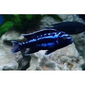 

Ikan cichlid blue johani