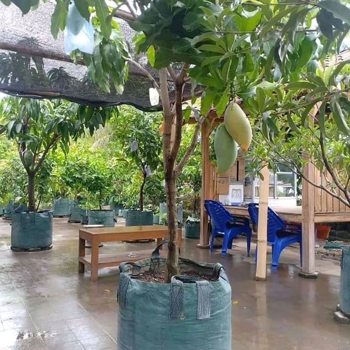 Bibit mangga harumanis bisa di tanam di pot