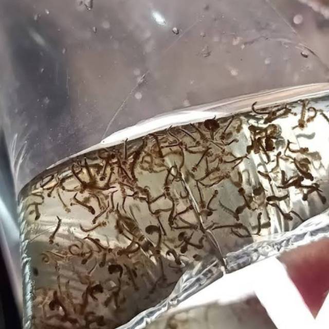Encu/jentik nyamuk pakan ikan cupang