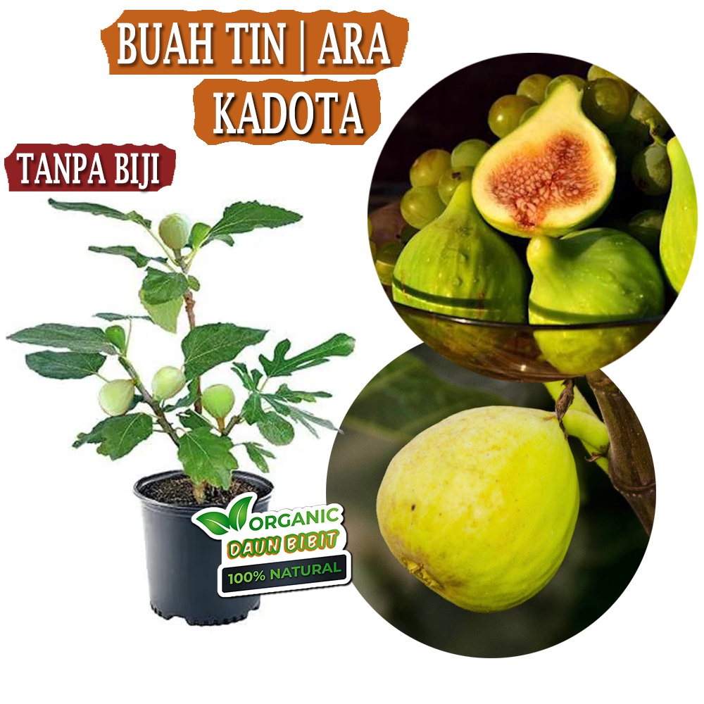 Bibit Buah Tin Kadota | Buah Ara Kadota