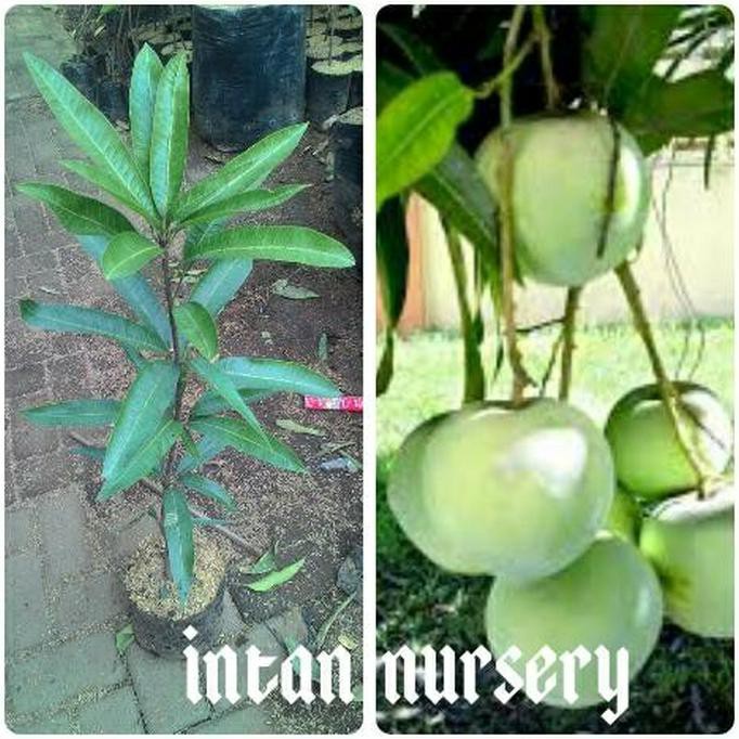 Unggul Bibit Tanaman Buah Mangga Apel Unggulan