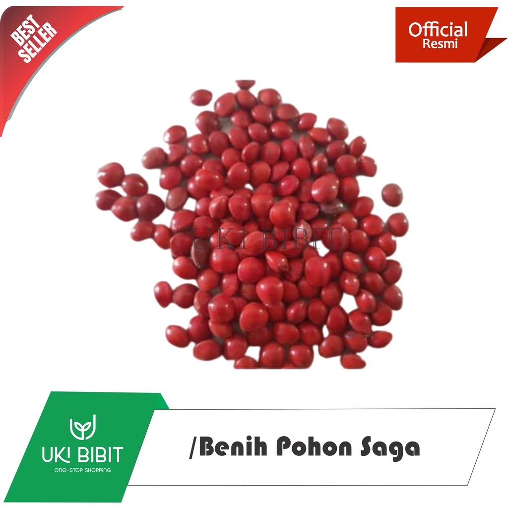( 10 Gram ) Benih Biji Pohon Saga | Saga Merah | Adenanthera microsperma T&B