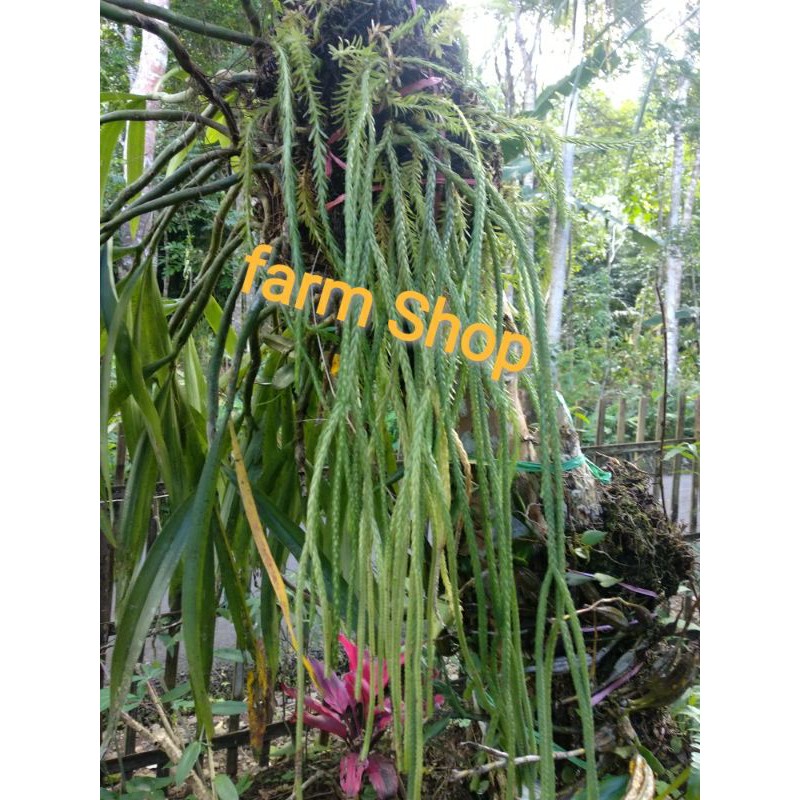 tanaman hias si kumpay - tanaman hias