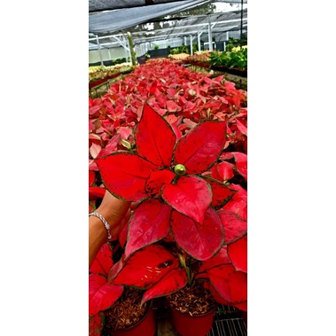 Aglonema Super Red