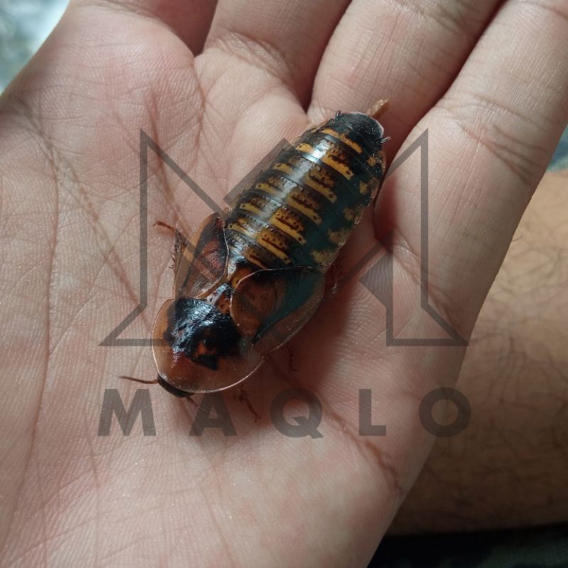 KECOA DUBIA BLAPTICA BETINA DEWASA BESAR SIAP BREEDING TERMURAH