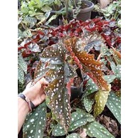 Tanaman hias begonia maculate mocca - begonia polkadot mocca - tanaman daun bergaransi