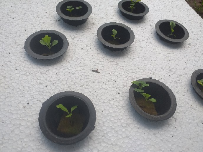 Plastik Polybag Polibek 25 X 25 Kemasan 500 Gr