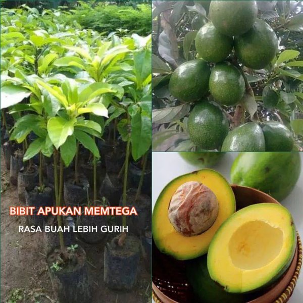 TERBAIK Bibit Alpukat Mentega - Rasa Buah Gurih dan Lezat VIRALL