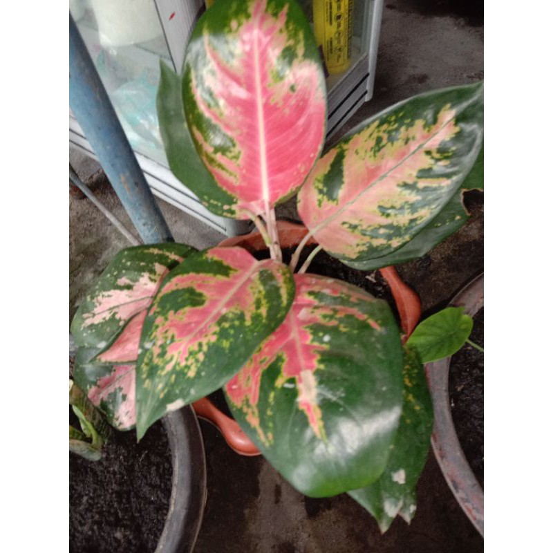 

BUNGA AGLUNEMA MERAH