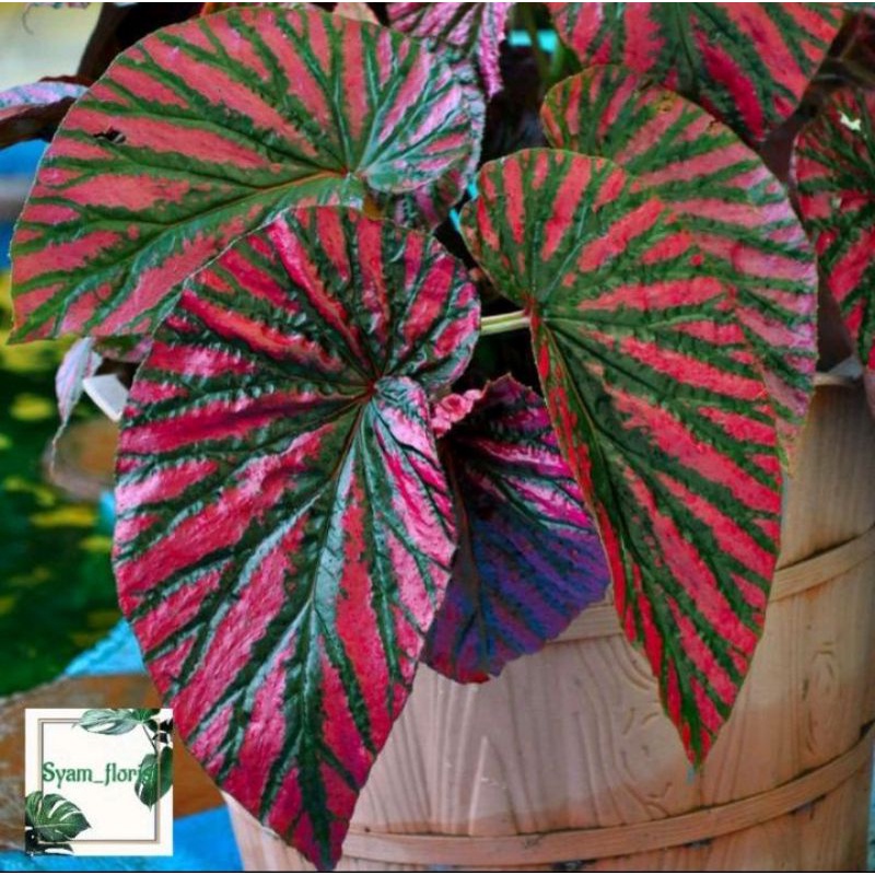 tanaman hias begonia Rex walet