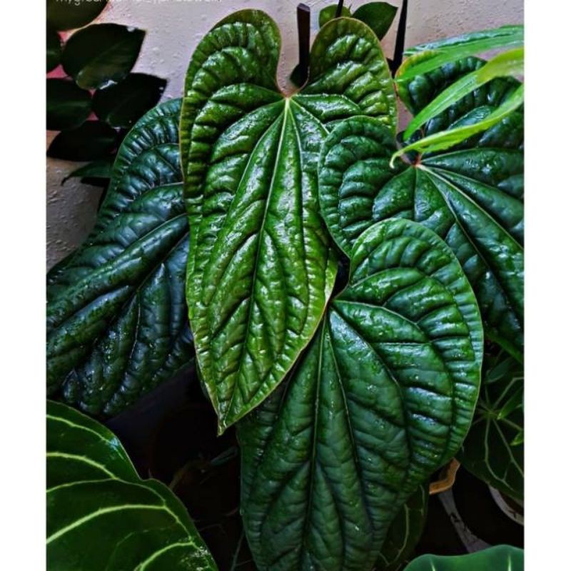 anthurium sirih daun besar