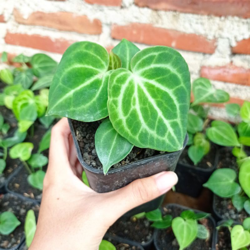 Anthurium Clarinervium Kuping Gajah