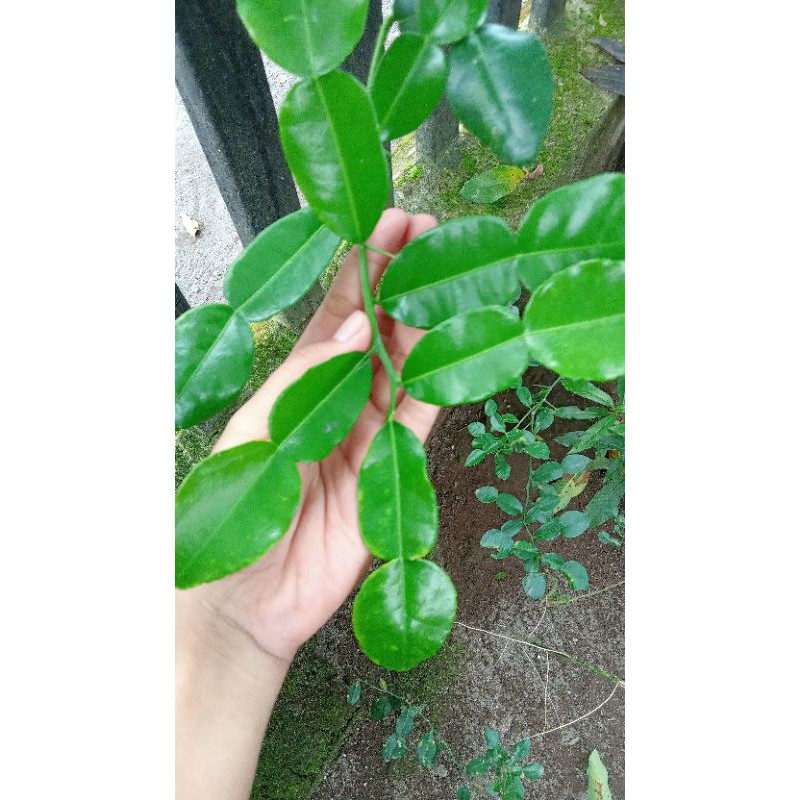 

Daun Jeruk Purut