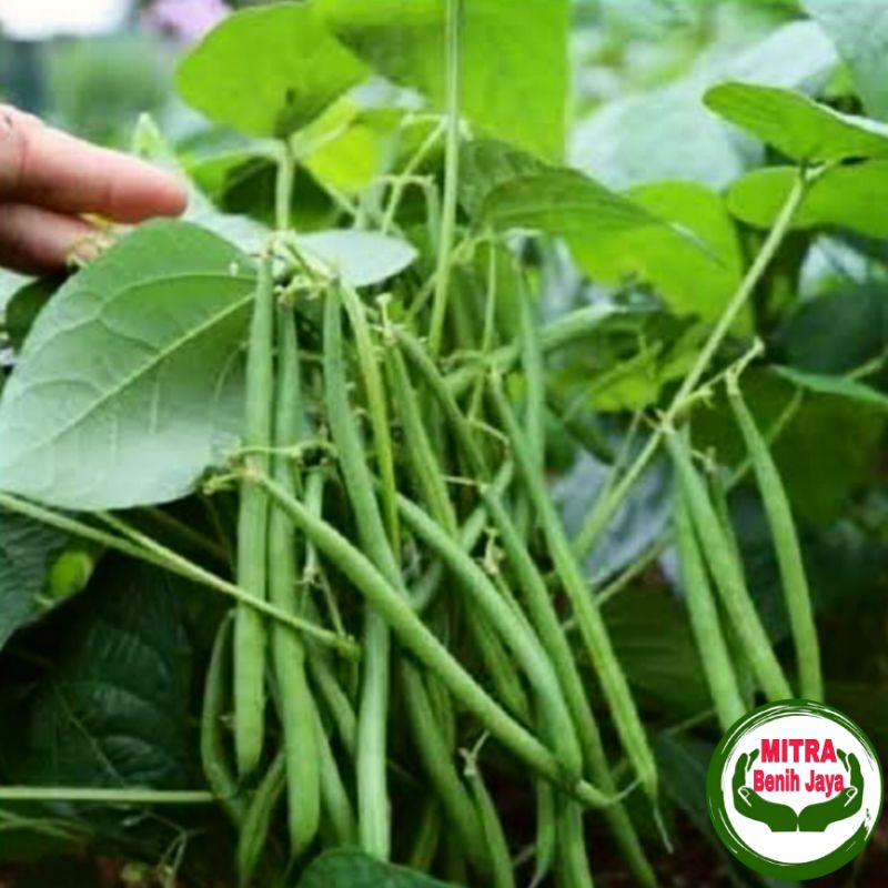 20 Biji Benih Buncis Tegak Super Landung F1 / Bibit Buncis / Benih Buncis Super /  benih sayuran / B