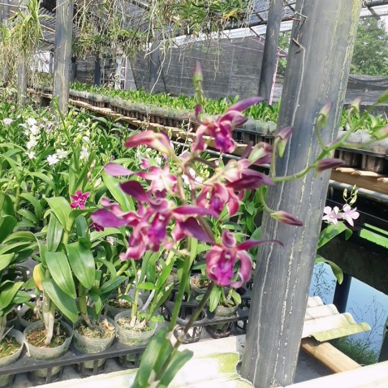 dendrobium kriting blue twist dewasa