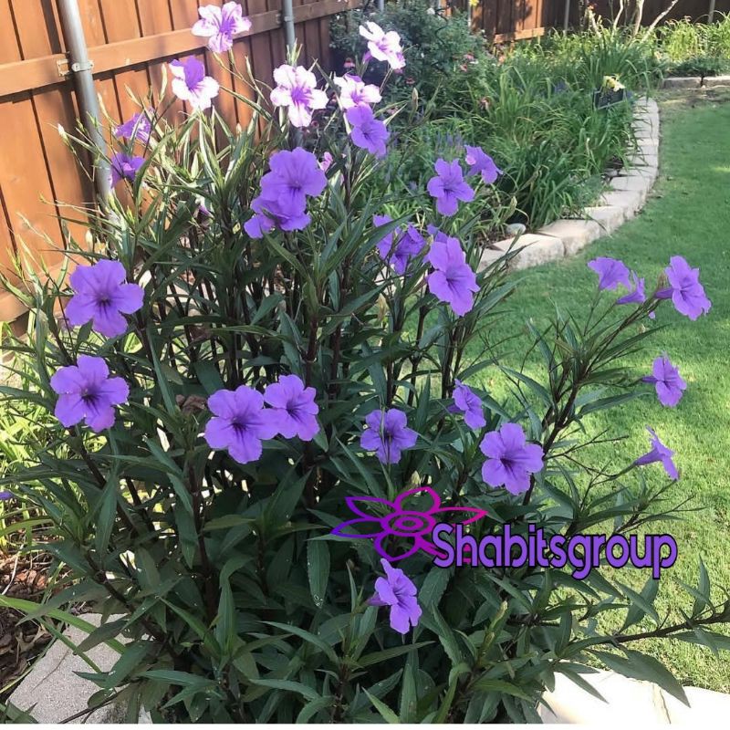 Tanaman hias ruellia - ruellia tegak - rawelia ungu tegak