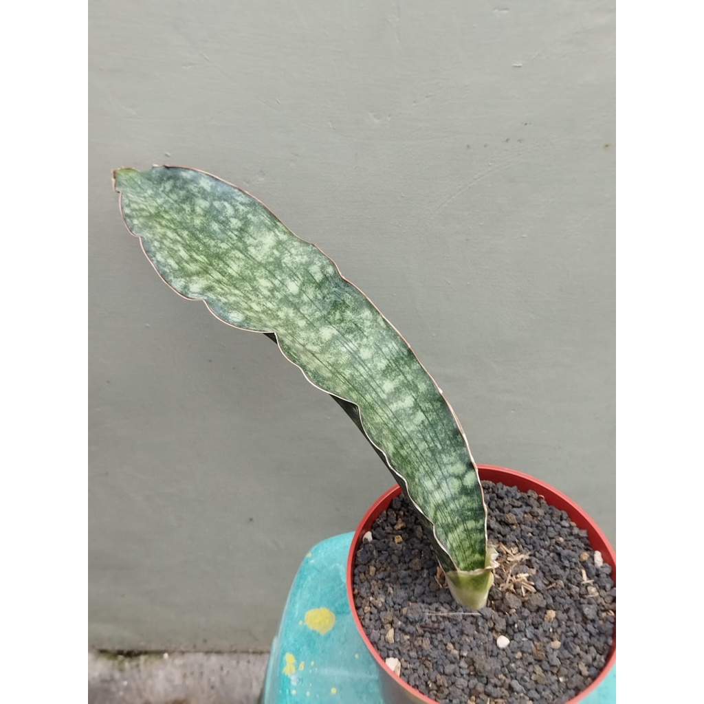sansevieria  species, tanzania habitat