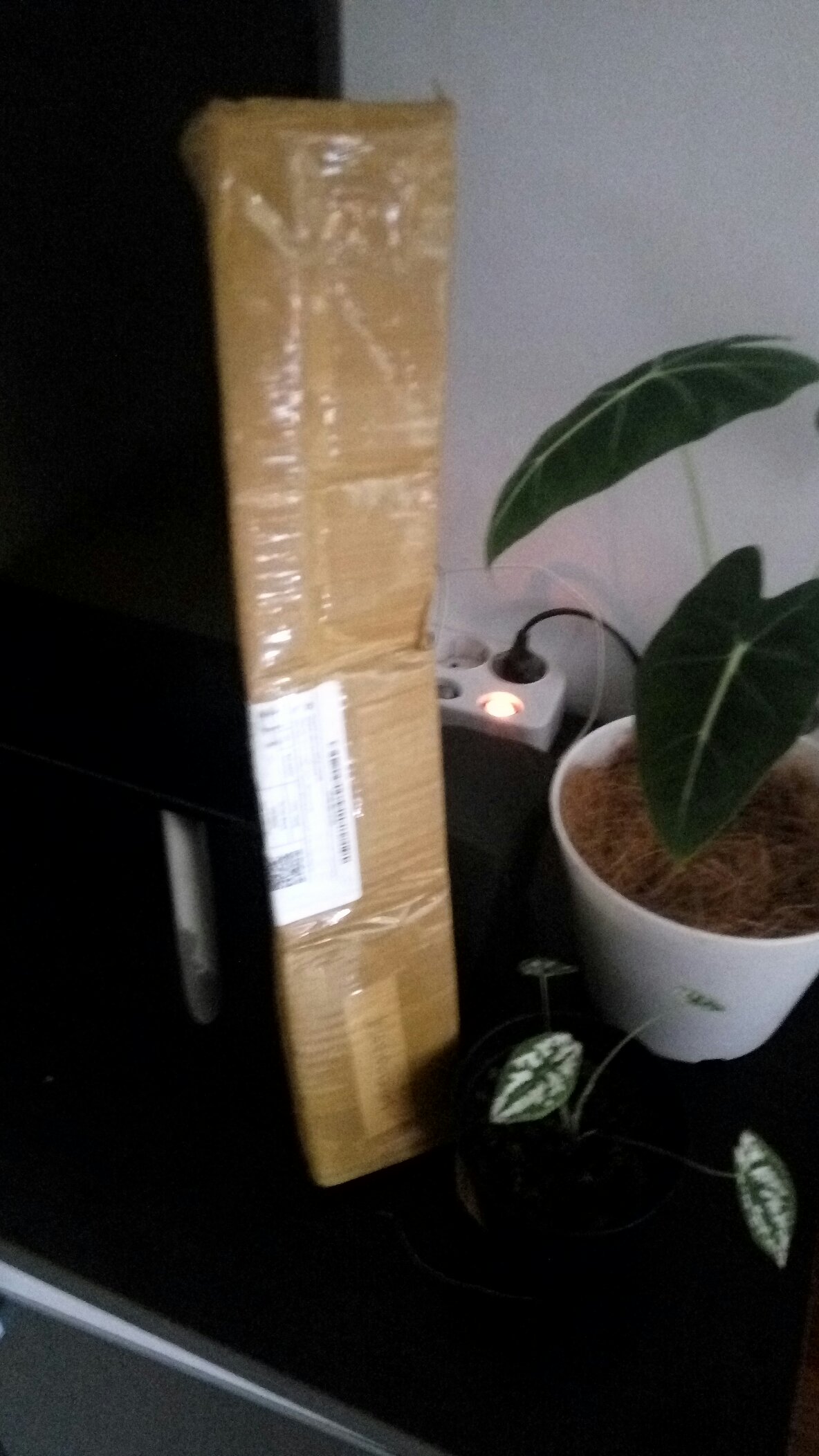 Tanaman Hias Keladi Lipstik Pink Tanaman Hias