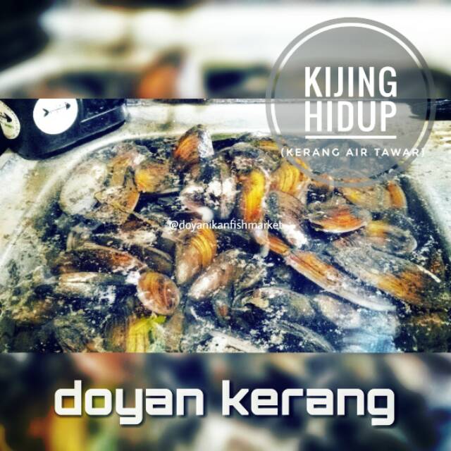 Kijing Kerang Air Tawar Hidup Life Shopee Indonesia