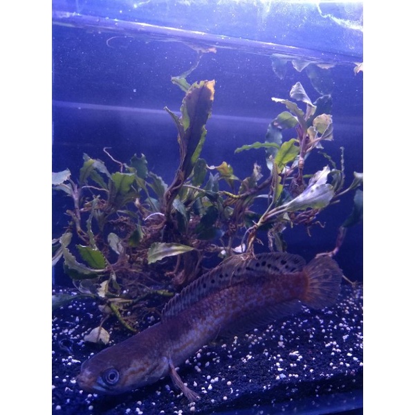 Channa bleheri 14-15cm