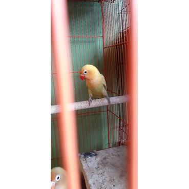 burung lovebird paskun cantik