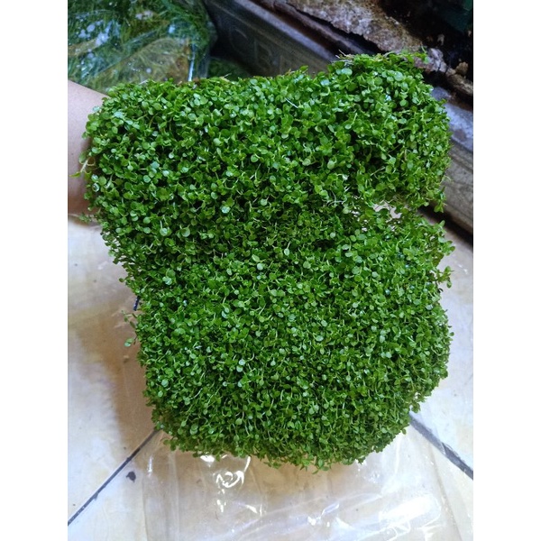 MONTE CARLO CARPET PER MIKA | TANAMAN CARPET AQUASCAPE