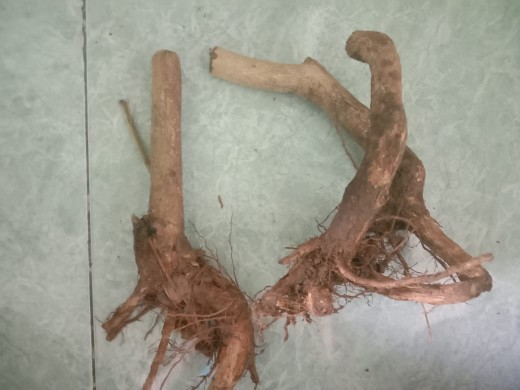 Bunga Lantana Bunga Oren