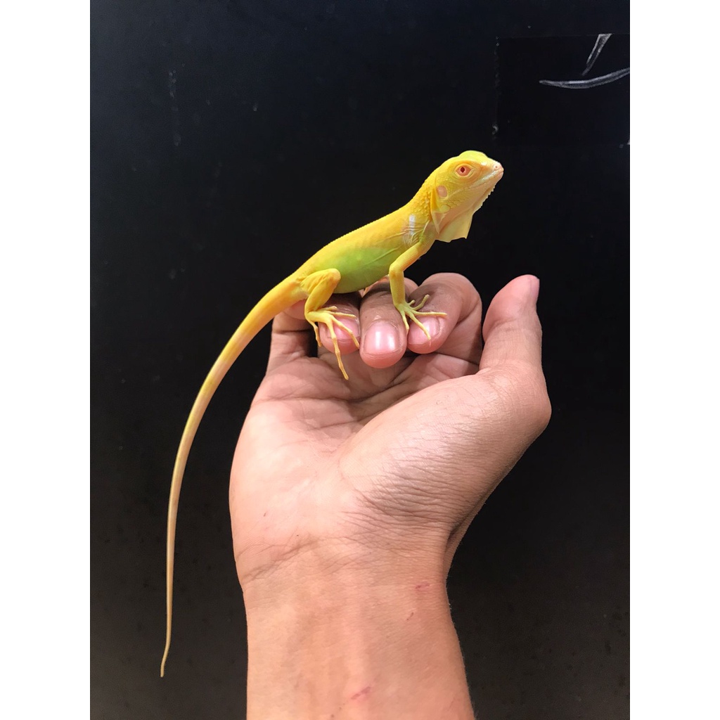 Baby Iguana Albino Super Jinak Lucu Sehat Makan Rakus