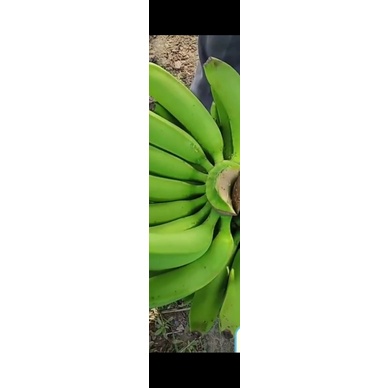 PISAU SISIR PISANG / susruk sisiran pisang / susruk pisang