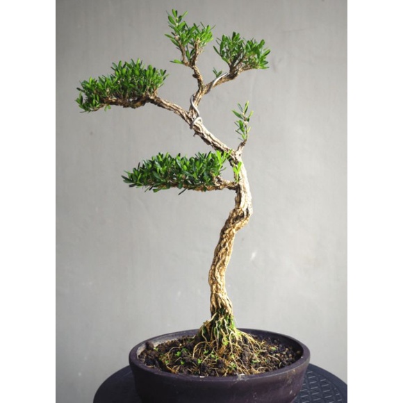 Bibit boxus bahan bonsai
