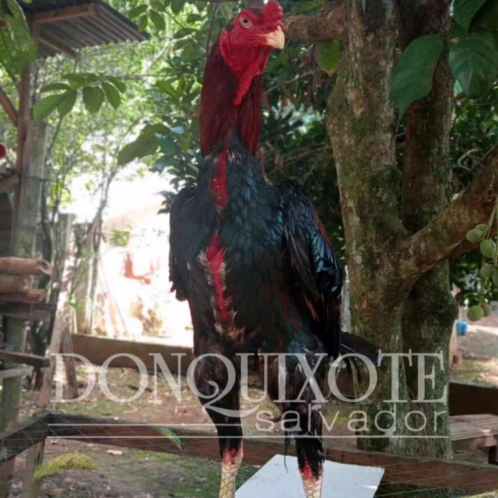 ayam bangkok oshamo japan original chu shamo eropa telur siap kirim