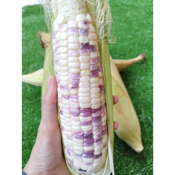 Jagung Ketan Putih Ungu