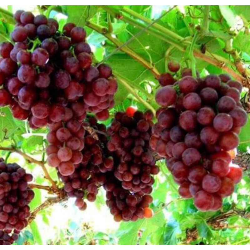 SEPAKET BIBIT ANGGUR MIX ( MERAH , HIJAU , HITAM ) DIJAMIN SIAP BERBUAH