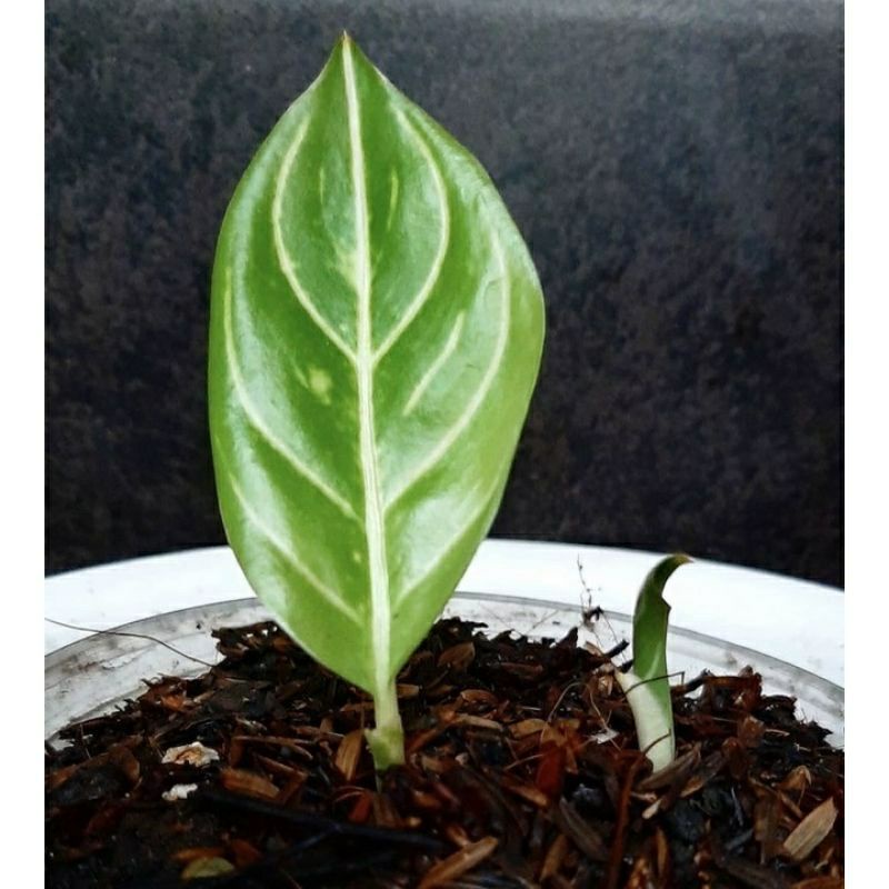Pride Of Sumatra anakan Beby-Aglonema Red Sumatra