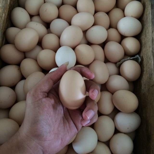 

Telor ayam berkualitas