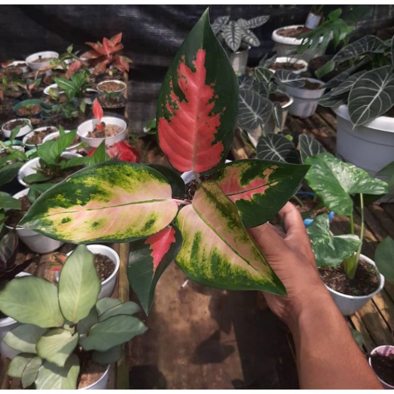 BIBIT/ANAKAN AGLONEMA RED KOCHIN 1/2 DAUN