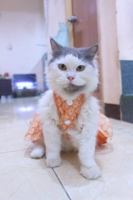 Dress satin renda orange lucu untuk kucing dan anjing / baju anjing kucing murah size S-XL